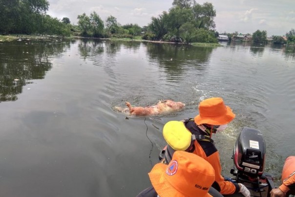 The pig carcass is found in a river