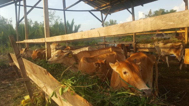 (Bengkalis farmer groups can help cows (photo / ist))