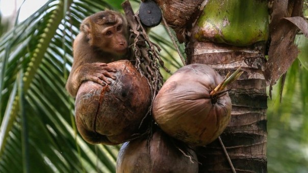 Great Britain pulls coconut products picked by monkeys
