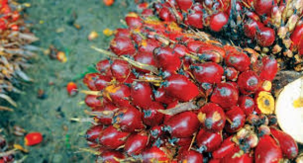 Palm Oil Fresh Fruit Bunches Prices in Riau Rise 28.90 IDR / Kg