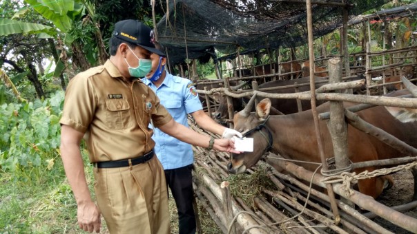 Head of Animal Husbandry, Herlandria when monitoring the availability of sacrificial animals in one breeder in Pekanbaru City