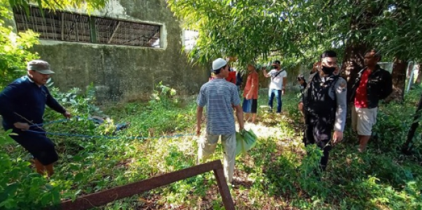 Police when paralyzing buffalo raged at Kudus