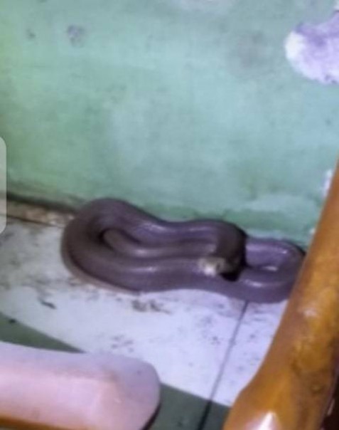 Cobra snakes hide under furniture owned by Yati (67 years), a resident of Jalan Sports, Karanganyar Village, Indramayu District, Indramayu Regency, West Java.